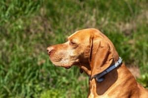 Seresto Flea and Tick Collar Review