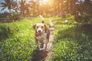 Seresto Flea and Tick Collar Review: Pest Free Solutions For Your Pet