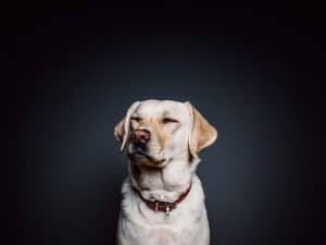 iFetch Too Review: This Will Be Your Dog’s New Best Friend iFetch Too Review: This Will Be Your Dog’s New Best Friend